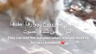 A cat lost her balance from isrealy bombing