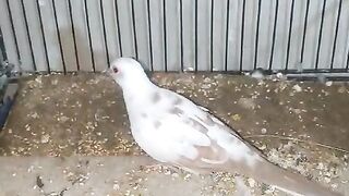 Red Pide dove bards