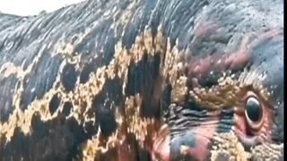 Amazing shot