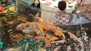 the concept of eating like in an aquarium