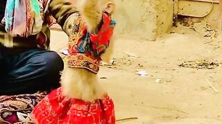 Funny video