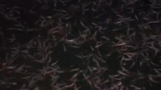 Air kolam menguap/berasap malam hari apakah aman untuk ikan dikolam❓