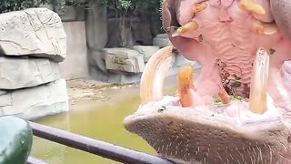 a hippo is being fed