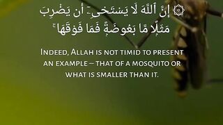 Quran # #quran #trending #viral #shahzor #shorts #fespot # iNFO