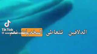 هل تعلم
