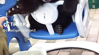 Cute Bear