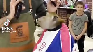 Funny video