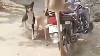 Funny video