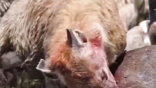 how heyna eats its prey