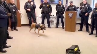 K-9 police dog sent into retirement with tennis ball surprise