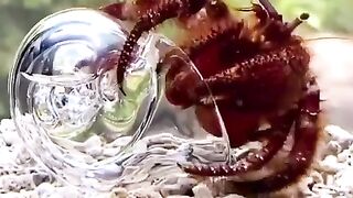 Hermit crab entering glass shell