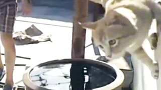 #short #cat (31)
