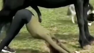 funny animals
