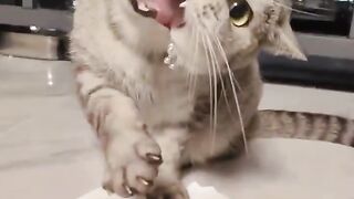 Cat's teeth stuck on its collar.