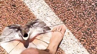 When a lizard mistakes you for a tree