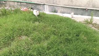 Do cats hunt rabbits, বিড়াল টি খরগোশ গুলো কে শিকার করছে