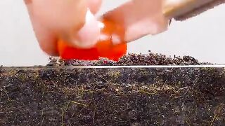 Sprouting ????some cherry tomato ???? seeds