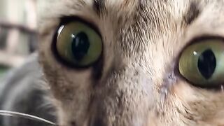 cute cats win love