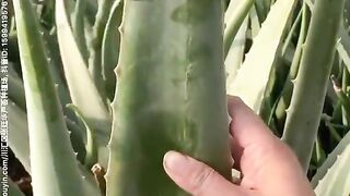Cutting aloe Vera leaf