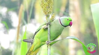 animal video