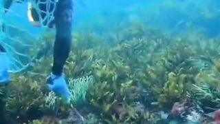ocean coral