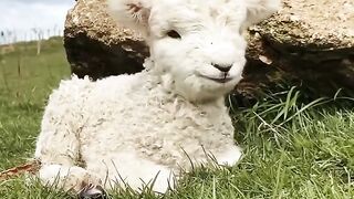 everyone please look at this small baby sheep