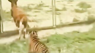 Funny video ????????????