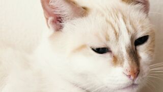 White, blue-eyed cat