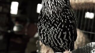 europeanstarling #birdsounds  #birdsoftiktok #talkingbird #r2d2_  #soothing #uncannyvalley #starwars