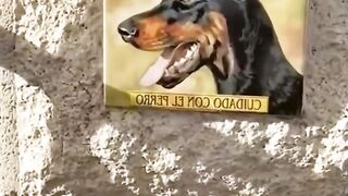 #funny #foryou #meme #dogs