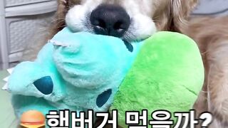 Cute doggy