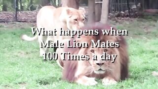 Expression of lion