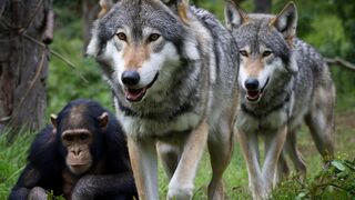 Decoding the Mind Boggling Secrets of Wild Animals