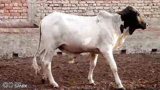 Cholistani cattle