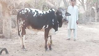 Animal in pakistan