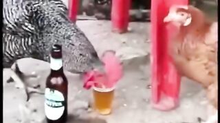 Just Funny and Entertaining