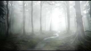The Misty Forest