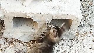 Cute cat