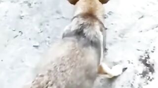 Funny dog
