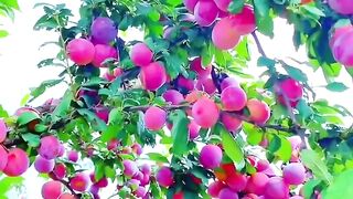 Village fruits