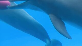 "Dolphin Delight: Graceful Guardians of the Sea"