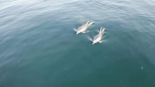 "Marine Majesty: Dolphins in their Natural Playground"
