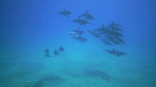"Ocean Symphony: Dancing Dolphins"