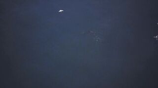 "Seaside Serenity: The Charisma of Dolphins"