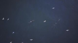 "Coastal Ballet: Dolphins in Motion"