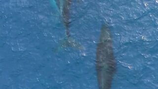 "Seaside Symphony: The Elegance of Dolphins"