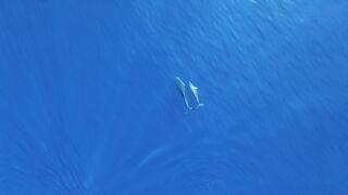 "Oceanic Harmony: Dolphins in Their World"