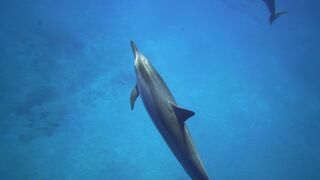 "Enchanting Dolphins: Guardians of the Sea"