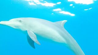 "Marine Magic: Dancing with Dolphins"