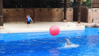"Echoes of the Deep: Journey with Dolphins"